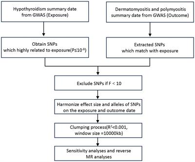 Hypothyroidism and dermato/polymyositis: a two-sample Mendelian randomization study